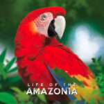 Life of the Amazonia